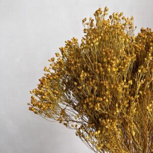 Broom Bloom, Dark Yellow, Dried, 50cm