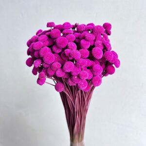 Botao Buttons, Cerise Pink, Dried, 100g 40-50cm