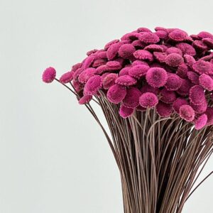 Botao Buttons, Hot Pink, Dried,100g up to 45cm
