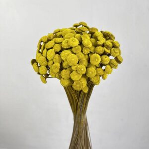 Botao Buttons, Warm Yellow, Dried, 100g 50cm