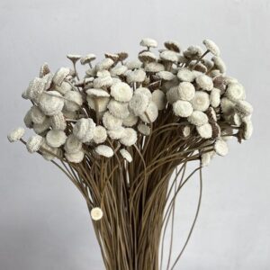 Botao Buttons, Natural White, Dried, 100g 50cm