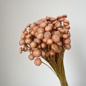 Botao Buttons, Salmon, Dried, 100g up to 45cm