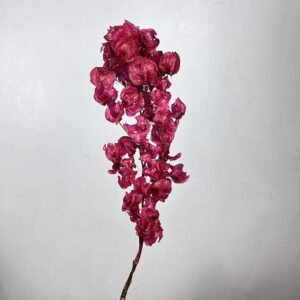 Bougainvillea, Raspberry Red, Dried, up to 50cm