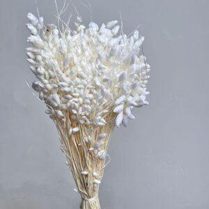 Briza Maxima, White, Dried (Greater Quaking Grass) 60cm