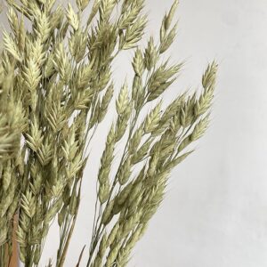 Brome Grass, Natural Pale Green, Dried (Bromus secalinus) 50-70cm