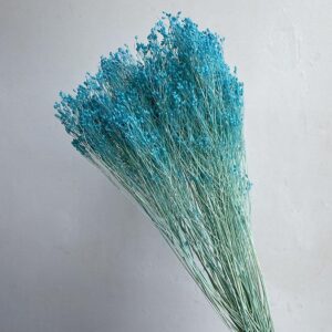Broom Bloom, Light Blue, Dried, 60cm