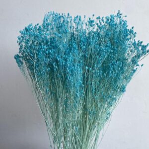 Broom Bloom, Aqua Blue, Dried, up to 60cm