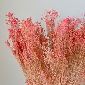 Broom Bloom, Baby Pink, Dried, 55cm