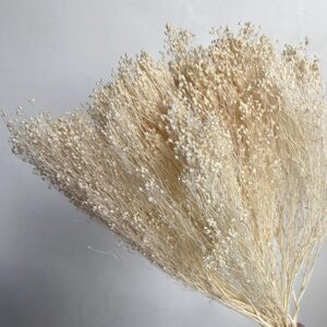 Broom Bloom, Bleached Off White, Dried, 55cm