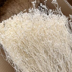 Broom Bloom, Bleached White, Dried, 55cm