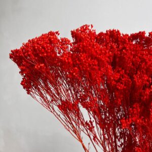 Broom Bloom, Vibrant Orange, Dried, 55cm