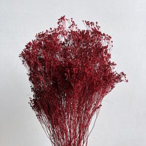 Broom Bloom, Dark Red, Dried, 50cm