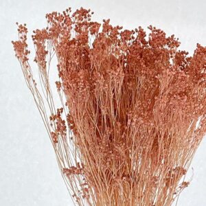 Broom Bloom, Dusky Pink, Dried, 60cm