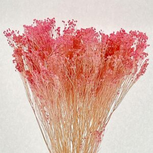 Broom Bloom, Pink, Dried, 60cm