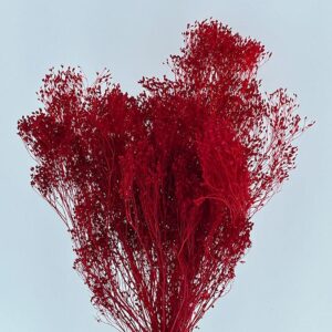 Broom Bloom, Red, Dried, 50cm