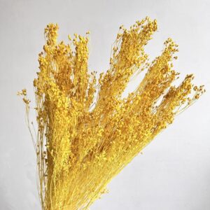 Broom Bloom, Yellow, Dried, 60cm