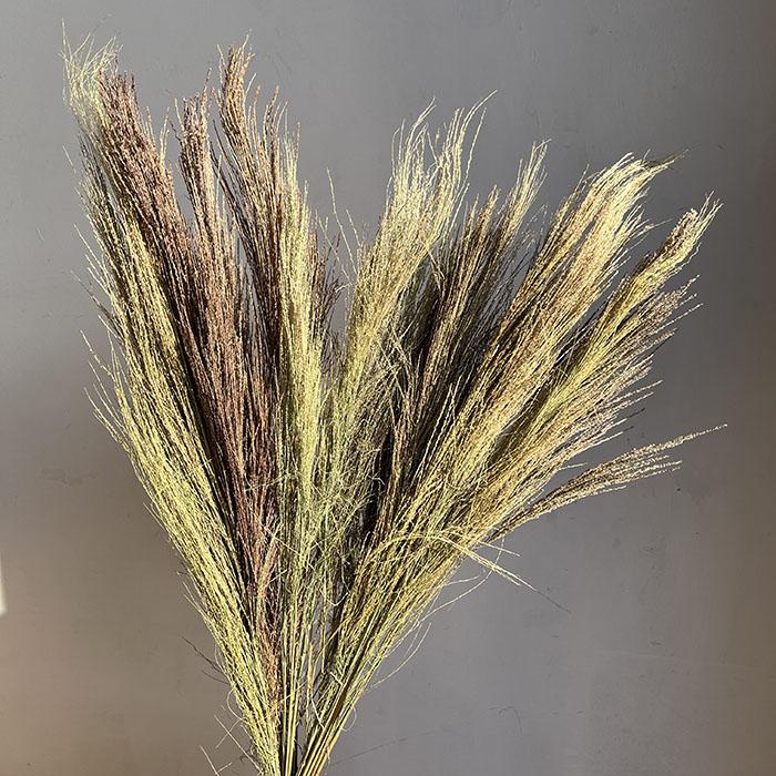 Category Image