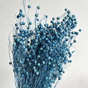 Bubble Flax, Blue, Dried (Linum) 60cm