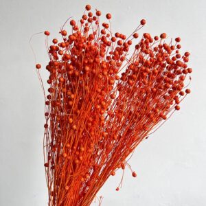 Bubble Flax, Orange, Dried (Linum) 60cm