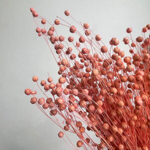Bubble Flax, Pale Pink, Dried (Linum) 50cm