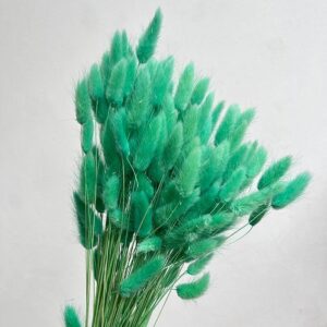 Lagurus Grass, Aqua Green, Dried (Bunny Tails) 50-70cm 100g