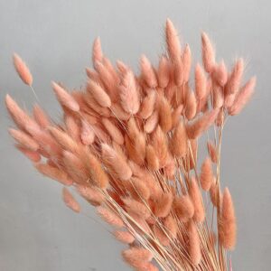 Lagurus Grass, Blush Peach, Dried (Bunny Tails) 50-70cm 100g