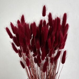 Lagurus Grass, Burgundy, Dried (Bunny Tails) 60-70cm 100g