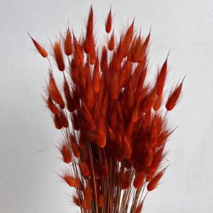 Lagurus Grass, Burnt Orange, Dried (Bunny Tails) 100g 50-65cm