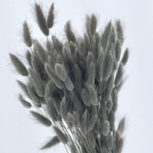 Lagurus Grass, Grey, Dried (Bunny Tails) 50-70cm 100g
