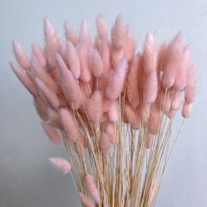 Lagurus Grass, Pale Pink, Dried (Bunny Tails) 50-70cm 100g