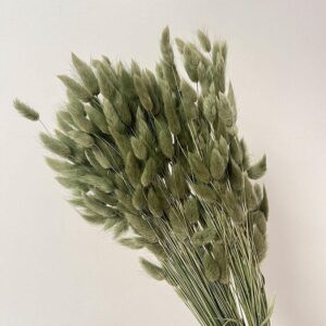 Lagurus Grass, Sage Green, Dried (Bunny Tails) 50-70cm 100g
