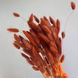 Lagurus Grass, Terracotta Brown, Dried (Bunny Tails) 50-70cm 100g