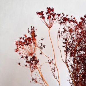 Bupleurum Dried Seed Heads, Dark Orange, 55cm