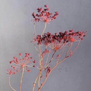 Bupleurum, Dried Seed Heads, Red, 55cm