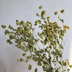 Bupleurum Flowers, Natural Green, Dried, 50-60cm