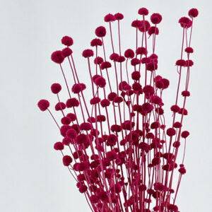 Button Flower, Cerise Pink, Dried (Hyptis) 50-70cm