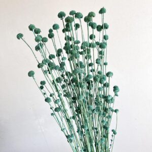 Button Flower, Deep Turquoise, Dried (Hyptis) 50-70cm