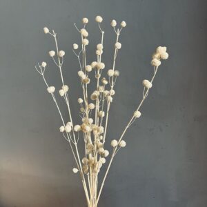 Papermulberry Seed Heads, Bleached White, Dried, 65cm