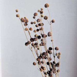 Papermulberry Seed Heads Natural Brown, Dried (Calicarpa) 50-65cm