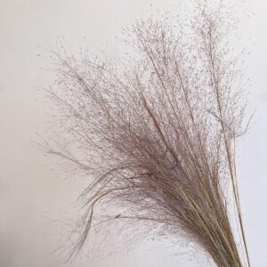 Candy Floss Grass, Natural Shades, Dried (Pink Muhly Grass) 80-100cm