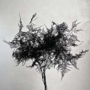 Cascading Lace Ferns, Black, Dried (Asparagus setaceus) 45cm