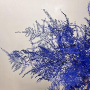 Cascading Lace Ferns, Dark Blue, Dried (Asparagus setaceus) 45cm