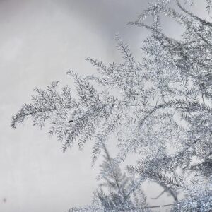 Cascading Lace Ferns, Metallic Silver, Dried (Asparagus setaceus) 45cm