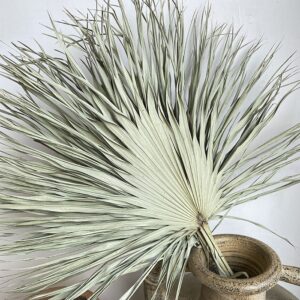 Cat Palms, Natural, Dried, 60-70cm