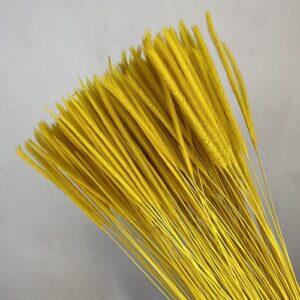 Caterpillar Grass, Yellow, Dried, 70g. 50cm