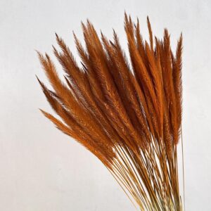 Caterpillar Grass, Rusty Orange, Dried, 25g 50cm