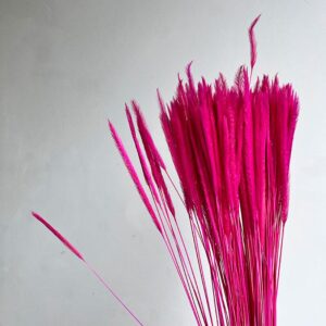 Caterpillar Grass, Cerise Pink, Dried, 70g. 50cm