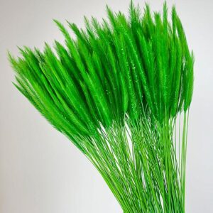 Caterpillar Grass, Vibrant Green, Dried, 70g 50cm