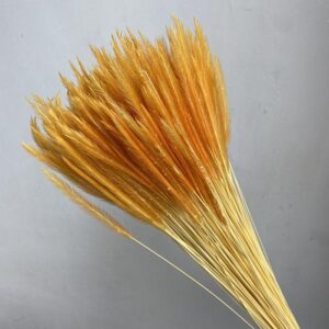 Caterpillar Grass, Peach Shades, Dried, 60g 50cm