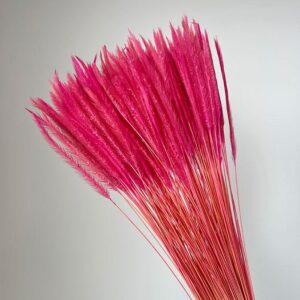 Caterpillar Grass, Bright Pink, Dried, 70g, up to 50cm
